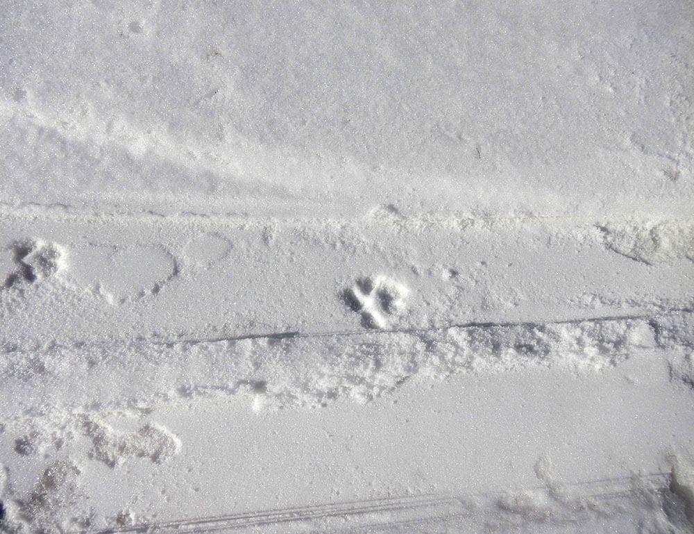 Vallon d'Ambin : Maurienne